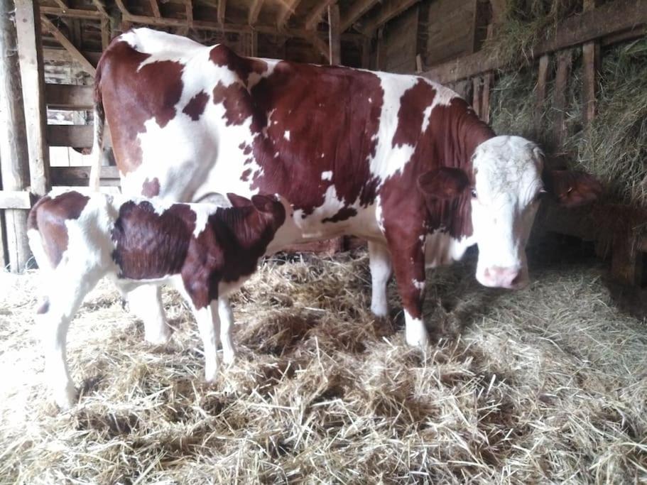 Gite A La Ferme, Avec Animaux, Fromages Et Nature Neuville-les-Decize Εξωτερικό φωτογραφία
