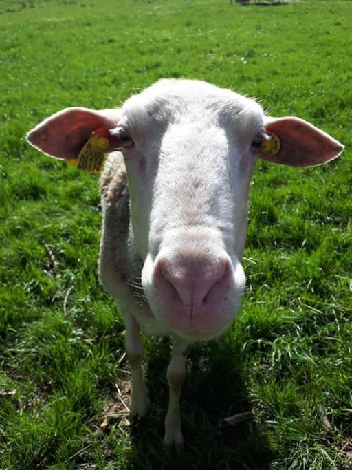 Gite A La Ferme, Avec Animaux, Fromages Et Nature Neuville-les-Decize Εξωτερικό φωτογραφία